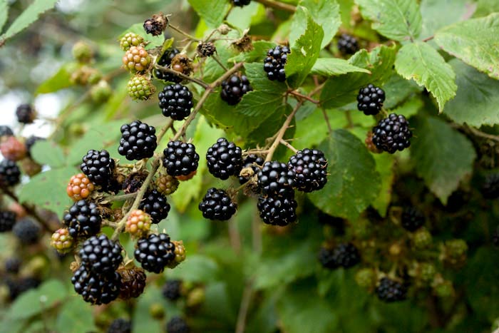 blackberries growing in the hedgerow